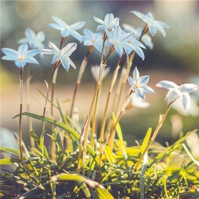 皇冠welcome下载下载手机版