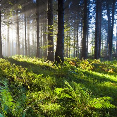 metatrader4官网下载